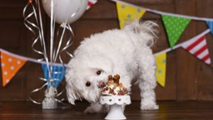 Wie viele Geburtstage feiert ein Hund? Foto: shutterstock.com - Brooke Coffman