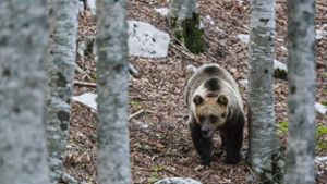 Etwa 100 Braunbären leben im Trentino. (Symbolbild) Foto: IMAGO/Nature Picture Library/Bruno D Amicis