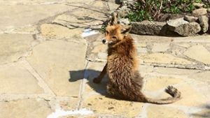 Der räudige Fuchs aus Kaltental Foto: privat