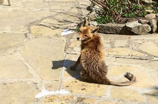 Der räudige Fuchs aus Kaltental Foto: privat