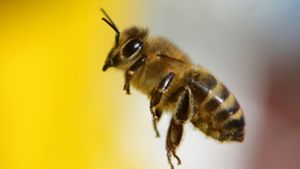 Wild- und Honigbienen sind rein äußerlich schwer zu unterscheiden. Auf diesem Foto sieht man eine Wildbiene. Foto: dpa