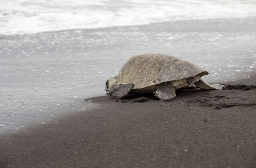 Viele Schildkröten sind in Guatemala beheimatet (Symbolbild). Foto: imago images/Gg