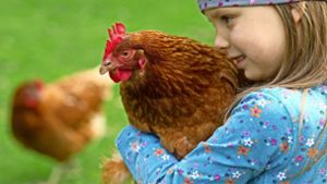 Hühner aus Massenbetrieben sehen nicht so schön aus wie gesunde Tiere. Foto: dpa