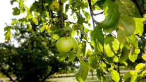 Einen bis zu dreimal so hohen Preis erzielen  Äpfel, die ein Biosiegel haben. Foto: Archiv  Rudel