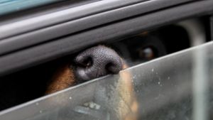 Es wird noch geprüft, ob gegen den Hundebesitzer ein Verstoiß gegen das Tierschutzgesetz vorliegt. Foto: dpa