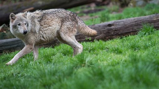 Dieser Europäische Wolf lebt  zwar in der Region, aber in einem Gehege in Tripsdrill. Foto: dpa/Sebastian Gollnow