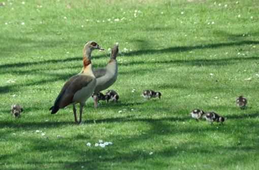 Nilgans-Familie (hier im Kornwestheimer Stadtpark): Auch in Leonberg beäugt man die Tiere kritisch. Foto: Marius Venturini