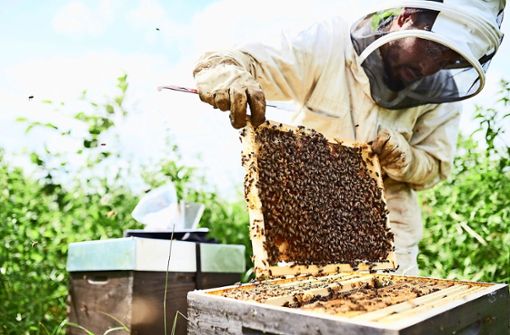 Rund 20 Kilogramm Honig haben die Bienen bei Drees und Sommer produziert, ein  willkommener  Nebeneffekt des Projektes. Foto: Drees & Sommer/BeeOdiversity (z)