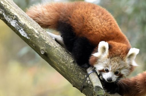 Ein Roter Panda ist aus einem Zoo in Nordirland ausgebüxt. (Symbolbild) Foto: CTK