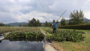 Einmal in der Woche entfernt ein Arbeiter aus Susa viele Kilogramm Wasserhyazinthen aus den Becken der Grünfilteranlage . Foto: Lisa-Marie Eckardt