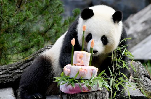 Die Pandabärin Meng Meng 2018 bei ihrem Geburtstag. 2019 könnte sie Panda-Mama werden. Foto: dpa