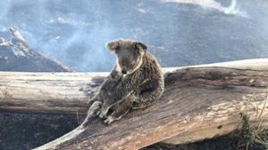 Wahre Mutterliebe: Die Koala-Mutter schmiegt sich inmitten der verkohlten, noch rauchenden Vegetation schützend um ihr Jungtier. Foto: Wildcare Australia