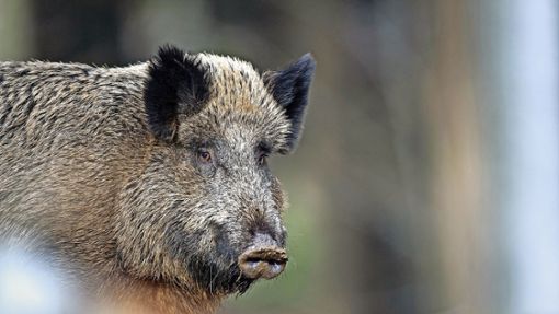 Wildschweine leben eigentlich im Wald und sollten in der Regel nicht als Haustier gehalten werden. (Symbolbild) Foto: dpa/Lino Mirgeler