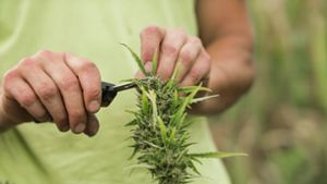 Der Anbau von bis zu drei Cannabis-Pflanzen in der privaten Wohnung ist seit dem 1. April in Deutschland erlaubt. Foto: IMAGO/Pond5 Images/IMAGO/xProduction_24Kx