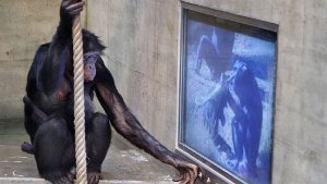Was schauen Bonobos am liebsten im TV?