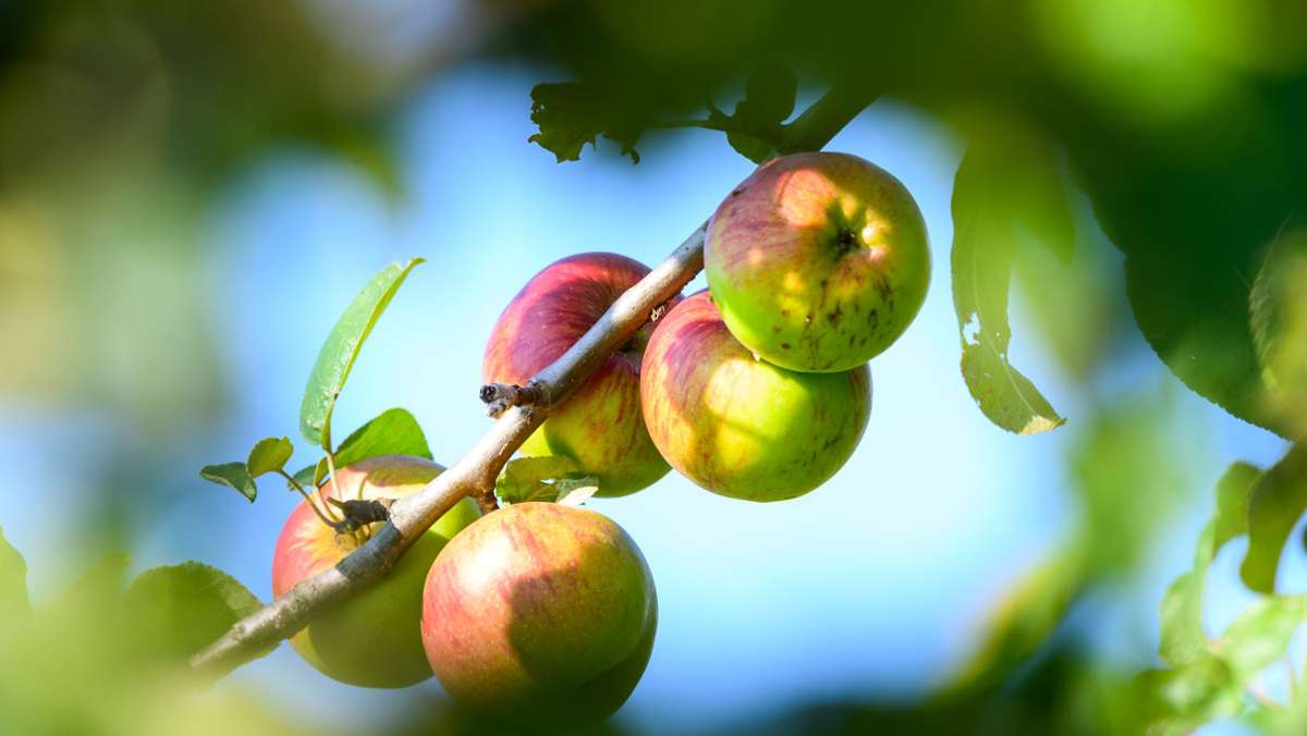 Obstbäume in Filderstadt: Hier darf kostenlos geerntet werden