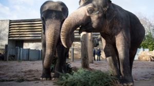 Die betagten Elefantenkühe Pama  und Zella ziehen nicht mehr um. Foto: dpa/Sebastian Gollnow