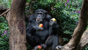 Schimpansen können offenbar verschiedene Rufe kombinieren. Foto: dpa/Friso Gentsch
