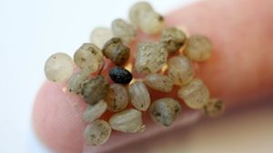 Mikroplastik-Teilchen, die am am Ufer der Warnow in Rostock gefunden wurden, kleben im Leibniz-Institut für Ostseeforschung (IOW) an einem Klebestreifen an einem Finger. Foto: dpa