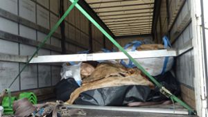 Big Packs mit 22 Tonnen verwesender Tierhäute fanden die Autobahnpolizisten in diesem Lkw. Foto: Polizei Hessen/Polizeidirektion Wetterau