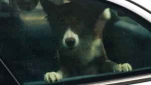 Im Landkreis Heilbronn musste ein Hund aus einem Auto befreit werden. (Symbolbild) Foto: Imago Images/Hans Lucas