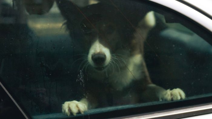 Polizei rettet Hund aus Auto