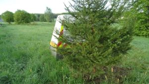 Unbekannte haben einen Baum vor eine Radarfalle gepflanzt. Foto: Polizeipräsidium Trier