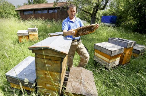 Der Imkereimeister Robert Löffler zeigt an einem seiner Bienenstände in Weil im Schönbuch einen Bienenstamm. Foto: factum/