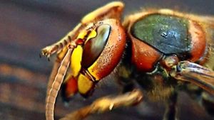 Hornissen flößen schon allein aufgrund ihrer imposanten Größe Angst ein. Sie sind aber weniger angriffslustig als Bienen und Wespen. Foto: dpa
