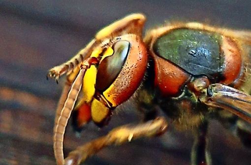 Hornissen flößen schon allein aufgrund ihrer imposanten Größe Angst ein. Sie sind aber weniger angriffslustig als Bienen und Wespen. Foto: dpa