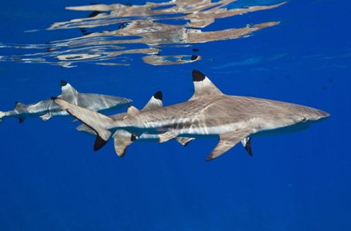 Schwarzspitzen-Riffhaie stellen in der Regel keine Gefahr für den Menschen dar. (Symbolbild) Foto: imago images/OceanPhoto/Reinhard Dirscherl