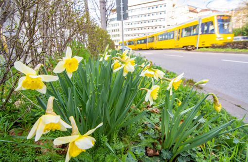 Die Stadtbahnen fahren von Dienstag, 24. März, an nicht mehr nach dem Werktagsfahrplan – eine Folge der Corona-Krise. Foto: 7aktuell.de/Moritz Bassermann
