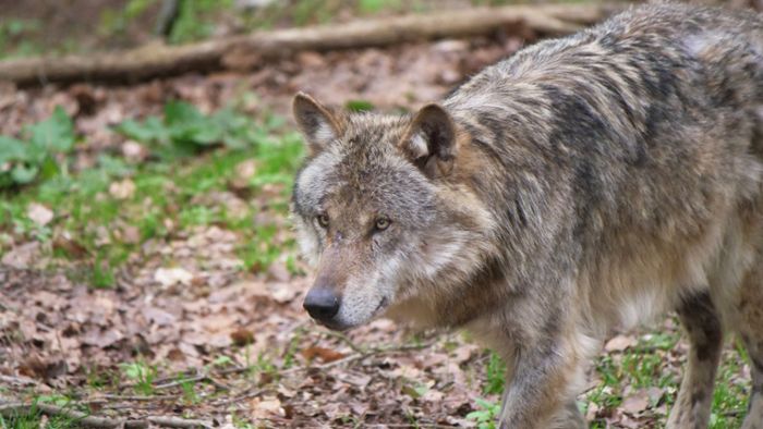 Wolf aus Sachsen-Anhalt für tote Ziegen im Schwarzwald verantwortlich