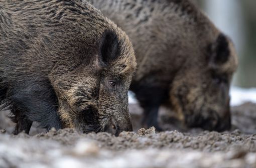 Die Afrikanische Schweinepest breitet sich in Brandenburg weiter aus. Wieder ist ein infiziertes Wildschwein erlegt worden. Foto: dpa/Lino Mirgeler