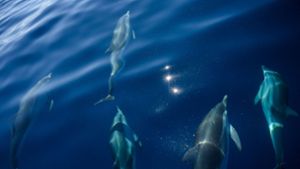 Auf den Färöer-Inseln gibt es Empörung über die Tötung von mehr als 1400 Delfinen auf Färöer-Inseln (Symbolbild). Foto: AFP/CHRISTOPHE SIMON