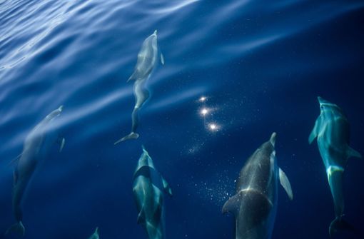 Auf den Färöer-Inseln gibt es Empörung über die Tötung von mehr als 1400 Delfinen auf Färöer-Inseln (Symbolbild). Foto: AFP/CHRISTOPHE SIMON