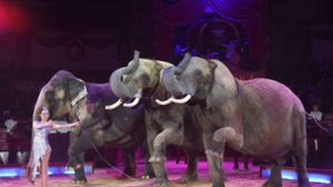 Die Elefanten soll zum Weihnachtsprogramm in den Circus Krone zurückkehren. Foto: dpa/Felix Hörhager