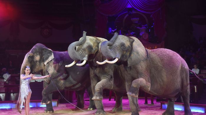Circus Krone will Elefanten wieder ins Programm holen