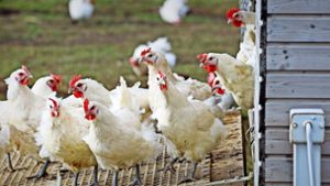 Hühner, Puten und Enten mussten die vergangenen Monate in den Ställen verbringen – jetzt dürfen viele wieder raus. Foto: dpa
