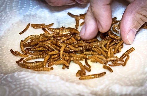 Mahlzeit! Wie wäre es zur Abwechslung mal mit frittierten Mehlwürmern? Foto: Lichtgut/Achim Zweygarth