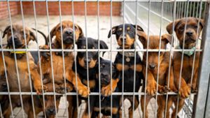 Viele deutsche Tierheime sind überfüllt, manche haben sogar einen Aufnahmestopp verhängt. Foto: Sina Schuldt/dpa