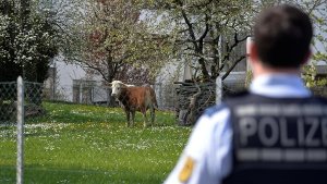 Eine Kuh ist am Samstag im Rems-Murr-Kreis ausgeflippt. Foto: dpa