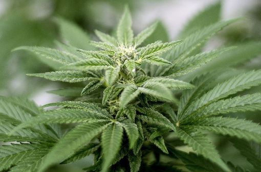 Die Blüten der Cannabispflanzen enthalten mehr Wirkstoff als die Blätter. Foto: Orange County Register via ZUMA