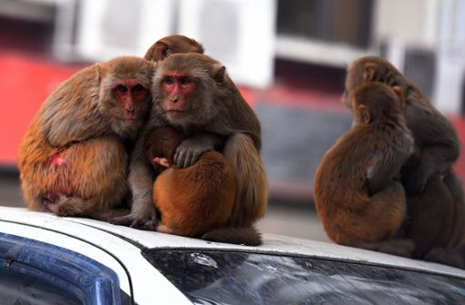 Wenn Staatsgäste wie Olaf Scholz nach Neu Delhi kommen, müssen die Affen weichen. Foto: imago images/Hindustan Times/Hindustan Times