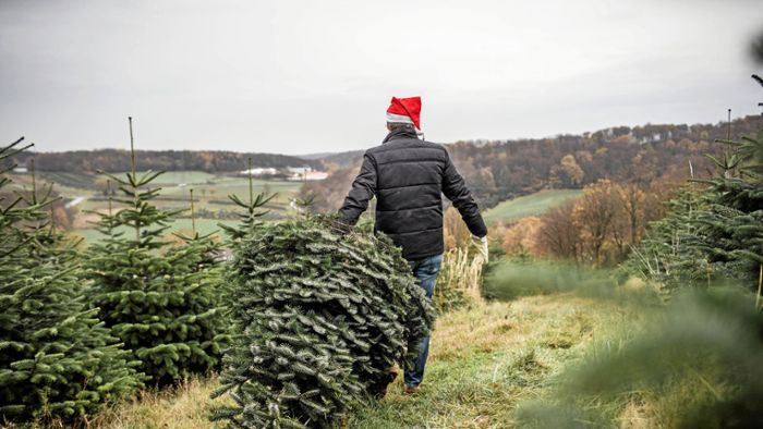 Weihnachten in der Region Stuttgart: Hier kann man  den Christbaum selbst schlagen