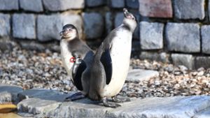Humboldt-Pinguine im Mannheimer Luisenpark Foto: dpa