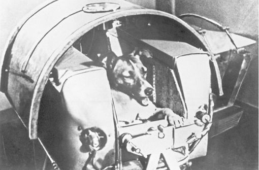 Noch vor dem ersten Menschen flog 1957 die damals zweijährige Mischlingshündin „Laika“ ins All. Sie überlebte den Flug im sowjetischen Forschungssatelliten  Sputnik 2 nicht. Foto: dpa/UPI