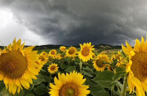 Da braut sich was zusammen: Dunkle Wolken über einem Sonnenblumenfeld. Foto: dpa/Hans Klaus Techt