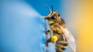 Die Berichterstattung über das Sterben der Bienen hat viele Menschen sensibilisiert und das Umweltbewusstsein gestärkt Foto: dpa