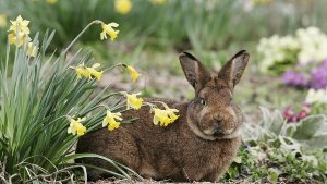Ein Kaninchen schlachten und dann essen? Rob Green von BigFm tut es doch nicht. Foto: AP
